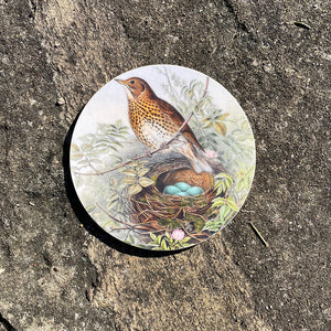 Coaster - Birds of the UK - Thrush - with eggs in the nest