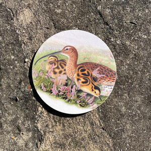 Coaster - Birds of the UK - Curlew - with young about to explore