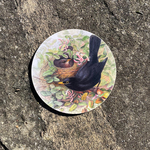Coaster - Birds of the UK - Blackbirds - nesting