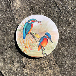 Coaster - Birds of the UK - Kingfishers - one fish caught - another to come?