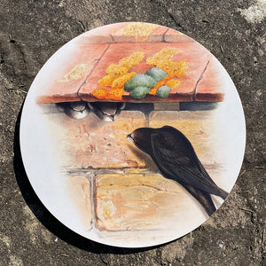 Table mat - Birds of the UK - Swifts - feeding young fledglings