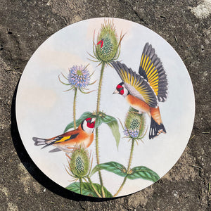 Table mat - Birds of the UK - Goldfinch - feeding on teasel