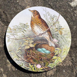 Table mat - Birds of the UK - Thrush - with eggs in the nest