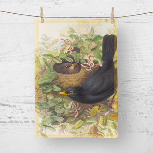 Tea towel - Birds of the UK - Blackbirds - nesting