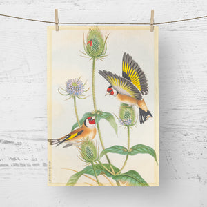 Tea towel - Birds of the UK - Goldfinch - feeding on teasel