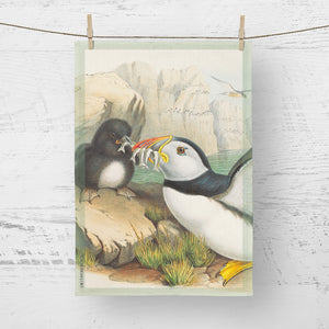 Tea towel - Birds of the UK - Puffins - by the coast