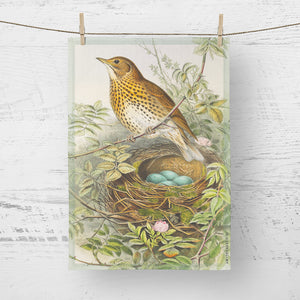 Tea towel - Birds of the UK - Song Thrush - with eggs in the nest