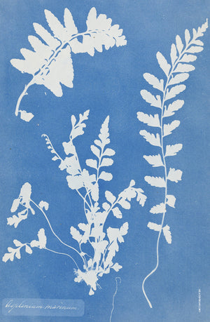 Tea-towel - Asplenium Marinum - Sea spleenwort - Cyanotype by Anna Atkins