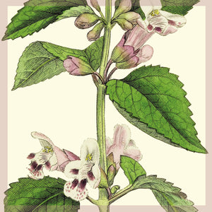 Greeting Card - Balm