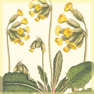Greeting Card - Cowslips