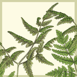 Greeting Card - Ferns