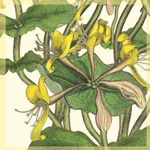 Greeting Card - Honeysuckle