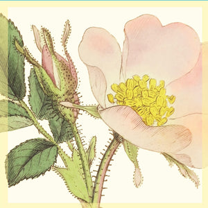 Greeting Card - Single Rose