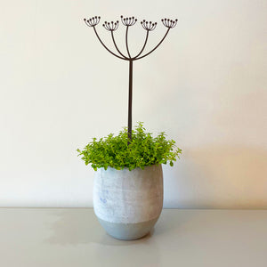 Pot Stems - Cow Parsley