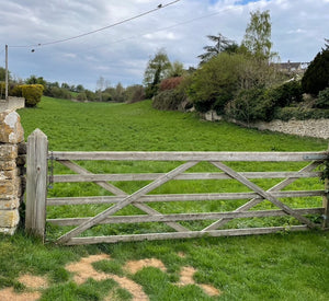 'The Dene' Wildflower Meadow Restoration Project