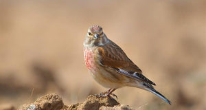 Feeding the birds and the RSPB’s Big Garden Birdwatch