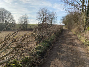 New year, new (rejuvenated) hedge!