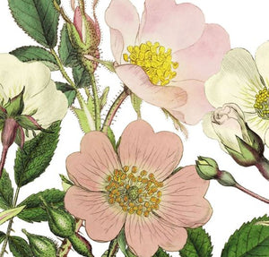 Wild roses collection