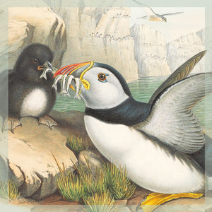 Greeting Card - Puffins