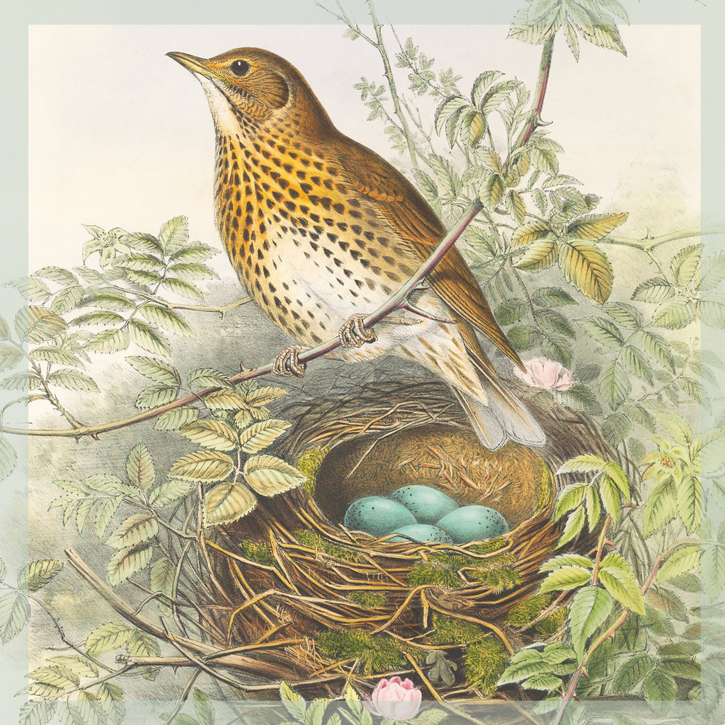 Greeting Card - Song thrush