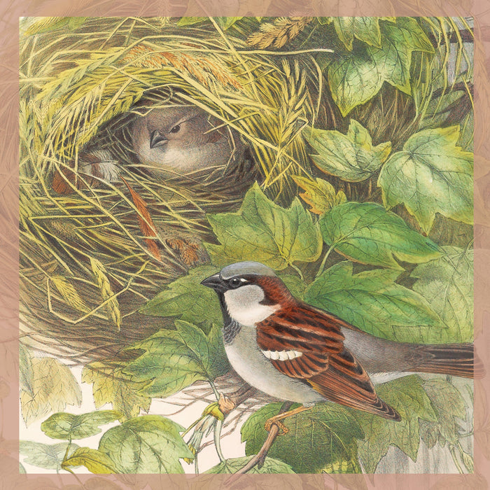 Greeting Card - House sparrows