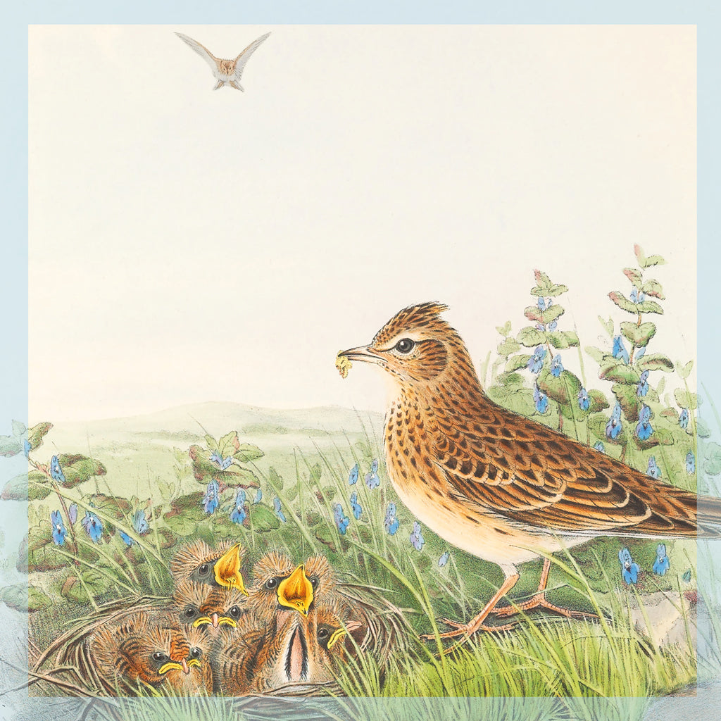 Greeting Card - Skylarks