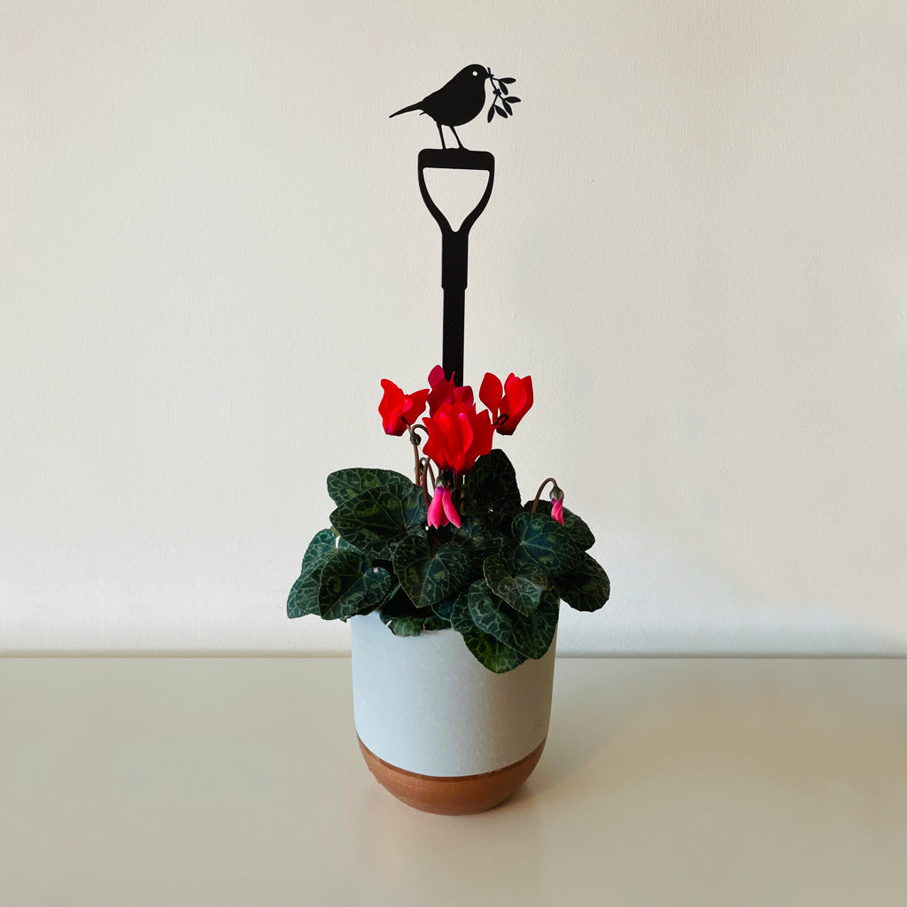 Pot Stems - Robin on a fork with mistletoe