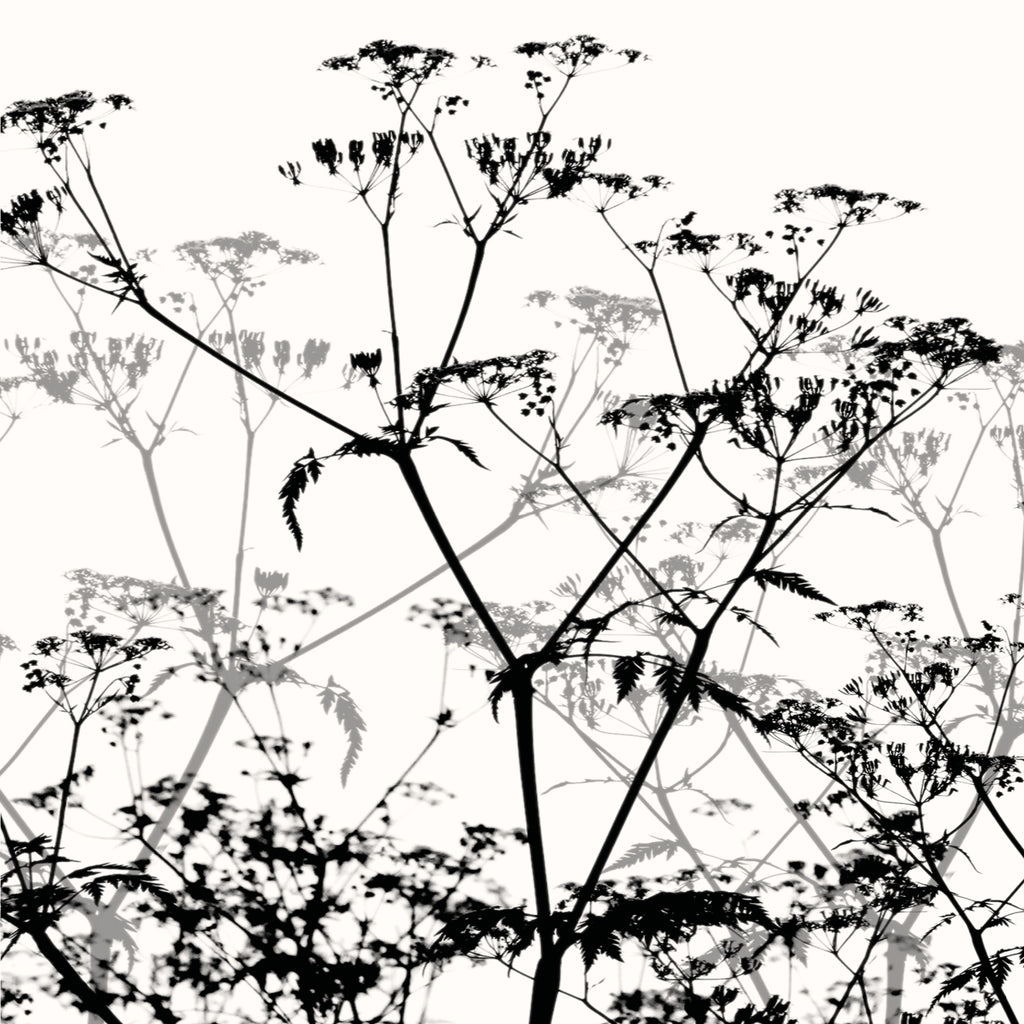 Greeting Card - Cow Parsley in the hedgerow