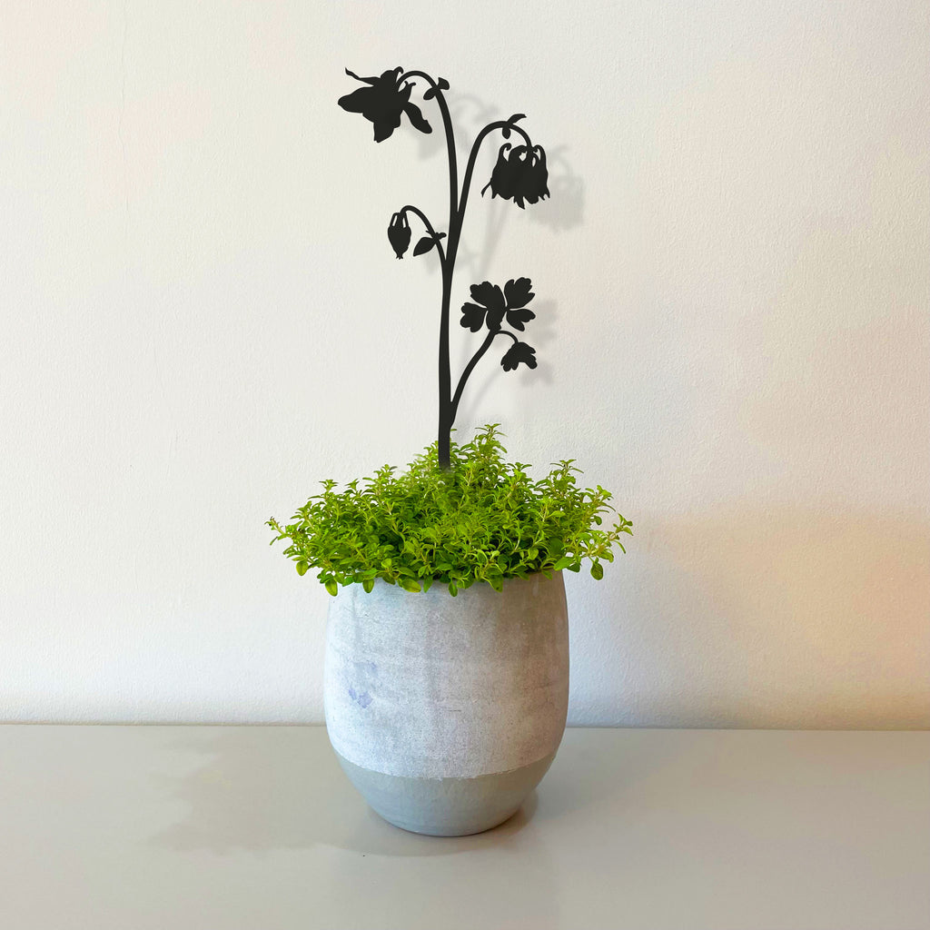 Pot Stems - Columbine or Granny's Bonnet or Aquilegia - Dark Grey