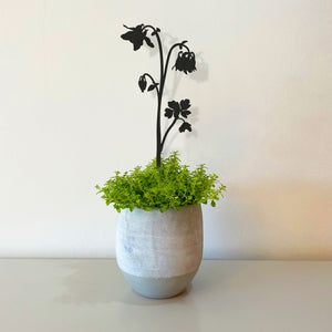 Pot Stems - Columbine or Granny's Bonnet or Aquilegia - Dark Grey