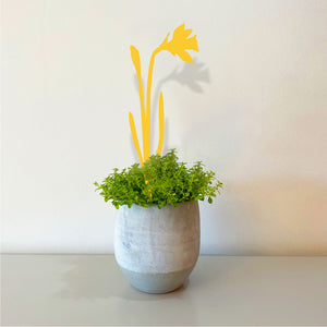 Pot Stems - Wild Daffodil - Yellow