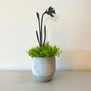 Pot Stems - Wild Daffodil - Dark Grey