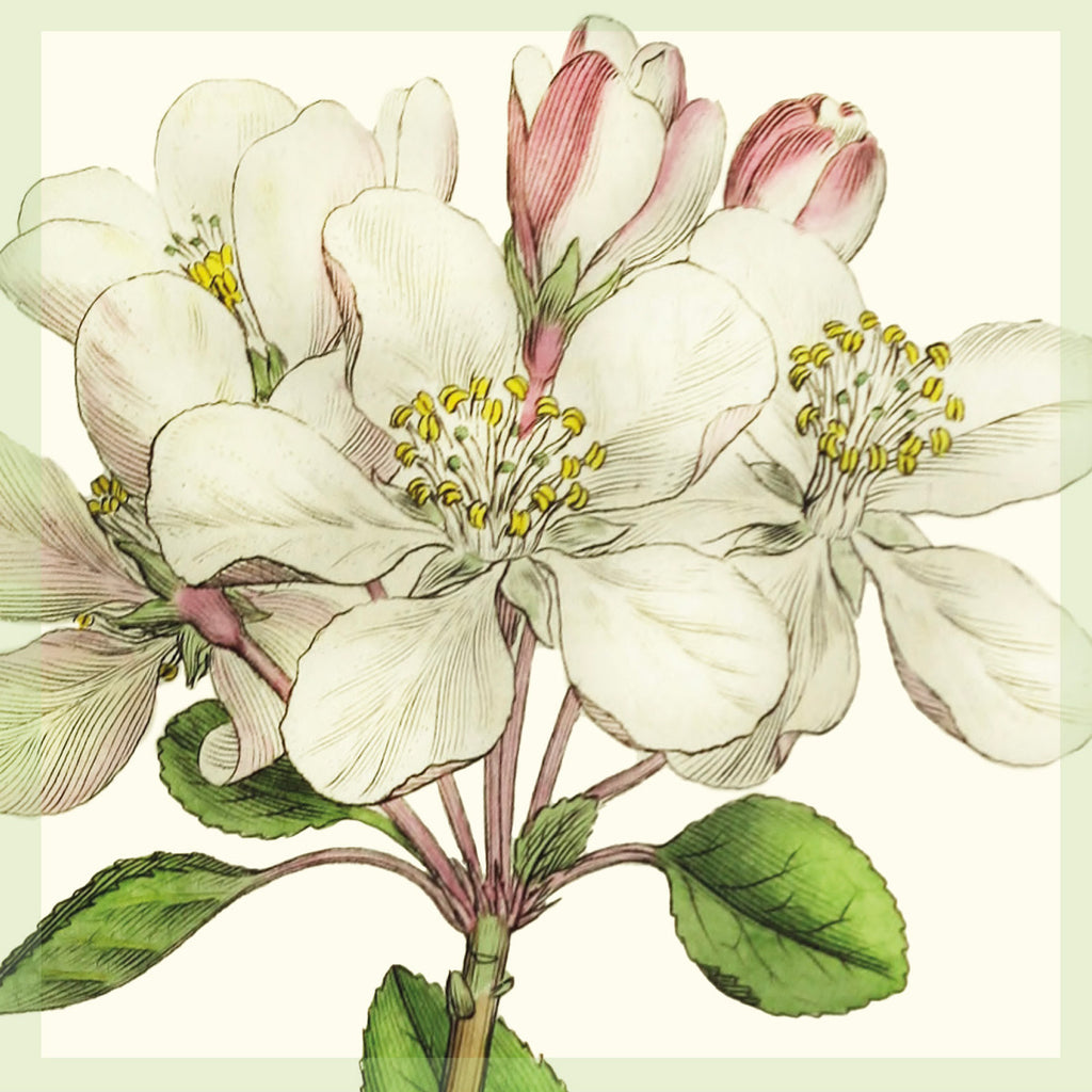 Greeting Card - Apple blossom