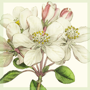 Greeting Card - Apple blossom