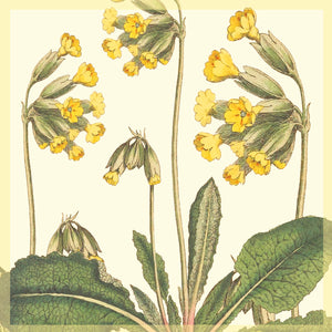 Greeting Card - Cowslips - Set of 5 with envelopes