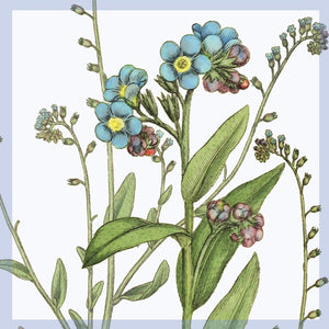 Greeting Card - Forget-me-not