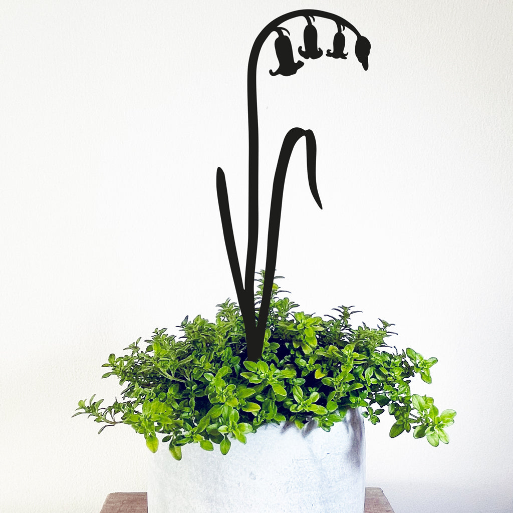 can you plant bluebells in pots Pot Stems