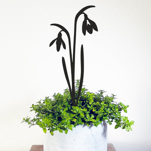 Pot Stems - Snowdrop cluster