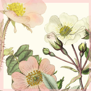 Greeting Card - Wild Roses - Set of 5 with envelopes